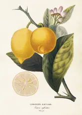 Skolplansch 50 x 70 cm - Citron - Nostalgiska.se