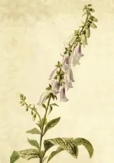  Skolplansch 35 x 50 cm - Fingerborgsblomma - Nostalgiska.se