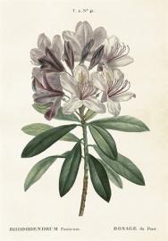  Skolplansch Rhododendron - Nostalgiska.se