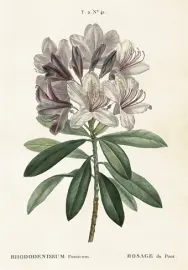  Skolplansch Rhododendron - Nostalgiska.se