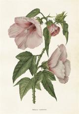  Skolplansch Hibisus - Nostalgiska.se