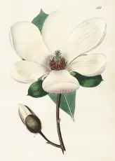  Skolplansch 50 x 70 cm - Magnolia - Nostalgiska.se