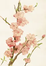  Skolplansch 35 x 50 cm - Körsbärsblomma - Nostalgiska.se