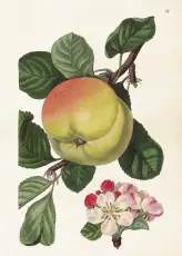  Skolplansch 50 x 70 cm - Äpple - Nostalgiska.se