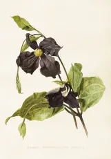  Skolplansch 35 x 50 cm - Clematis-integrifola - Nostalgiska.se