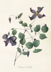  Skolplansch 50 x 70 cm - Clematis - Nostalgiska.se