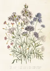  Skolplansch 35 x 50 cm - Ängsblommor - Nostalgiska.se