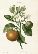  Skolplansch 50 x 70 cm - Citrus - Nostalgiska.se