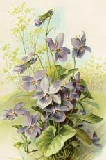  P&aring;skkort vintage doftvioler 10 x 15 cm - Nostalgiska.se