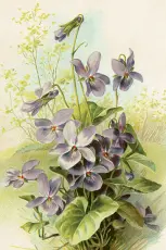  P&aring;skkort vintage doftvioler 10 x 15 cm - Nostalgiska.se